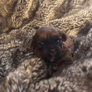 Meet your Posher, Shih pop